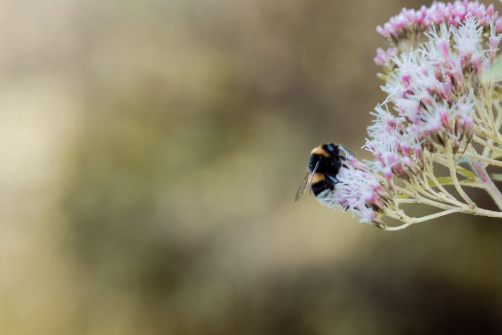 Tag 36 - Hummel // „Geht nicht gibt's nicht. Wer sagt, Ich kann nicht, setzt sich nur selbst Grenzen. Denke an die Hummel. Die Hummel hat eine Flügelfläche von 0,7 Quadratzentimeter, bei 1,2 Gramm Gewicht. Nach den bekannten Gesetzen der Aerodynamik ist es unmöglich, bei diesen Verhältnissen zu fliegen. Die Hummel weiß das nicht. Sie fliegt einfach.“ ― Arthur Lassen