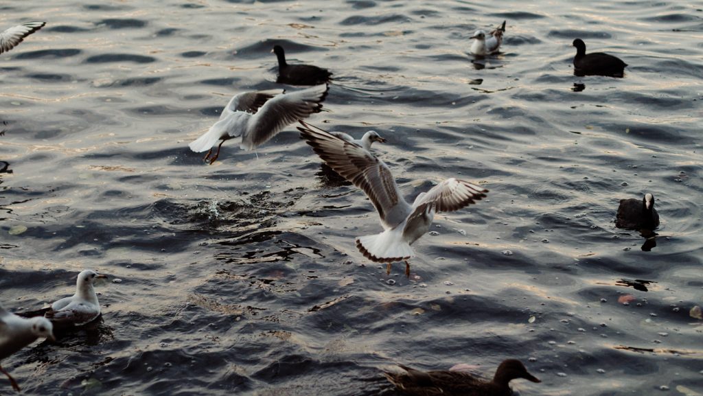 Tag 39 - Abendstunden // Die Sonnenuntergänge im Spätsommer bringen immer eine schöne goldene Färbung in die Abendstunden und laden zum verweilen ein. Ich liebe den Spätsommer und genieße Ihn in zumindest! Wo verbringt Ihr am liebsten Eure Spätsommerabende?