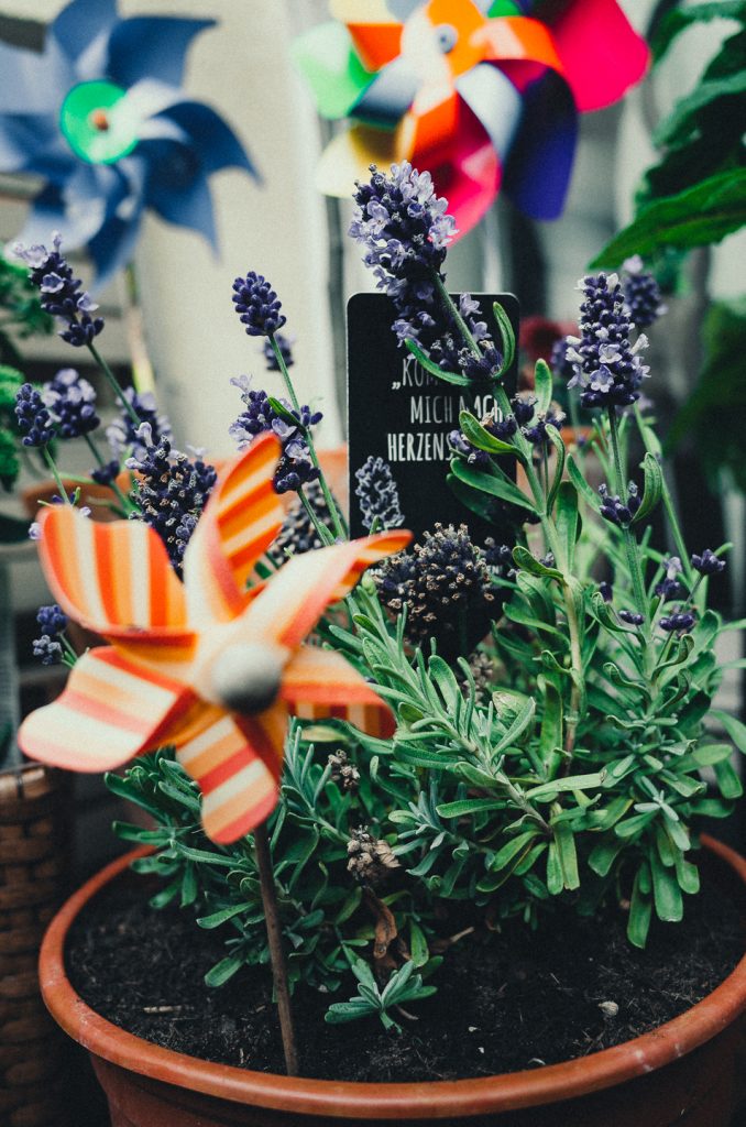 Tag 35 - Balkonien // Heute war eher einer dieser Tage wo man es ruhiger angehen lässt und da das Wetter auch nicht gerade seine beste Seite gezeigt hat, haben wir beschlossen kurzer Hand unseren Balkon fit für den Herbst zu machen! Lavendel ist einer meiner neuen Lieblings Pflanzen dank @lichtistalles ! Wir haben nämlich eine nach Lavendel duftende Hochzeitsbox, mit unseren Fotos, von LICHT IST ALLES bekommen. Der Duft hat sich dadurch mit einen meiner schönsten Tage gepaart, danke Sascha! 