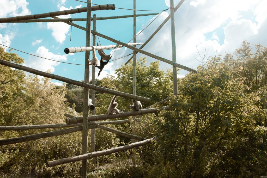 Tag 64 - Affenbande // Ich häng ab, hab 'n Hammer-Tag Ein paar Primaten und ein Fass Havanna Club Ich pose, hab Stil vor der Kamera Und verdien viel Banana, na na na ... Peter Fox