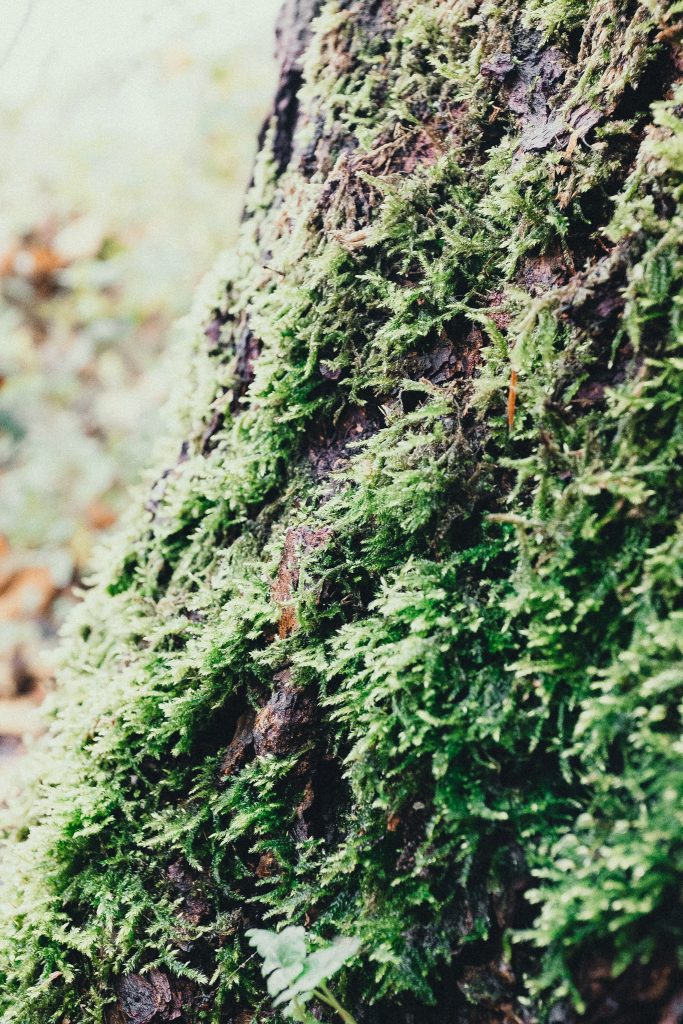 Tag 99 - Nature // “Nature is pleased with simplicity. And nature is no dummy” - Isaac Newton