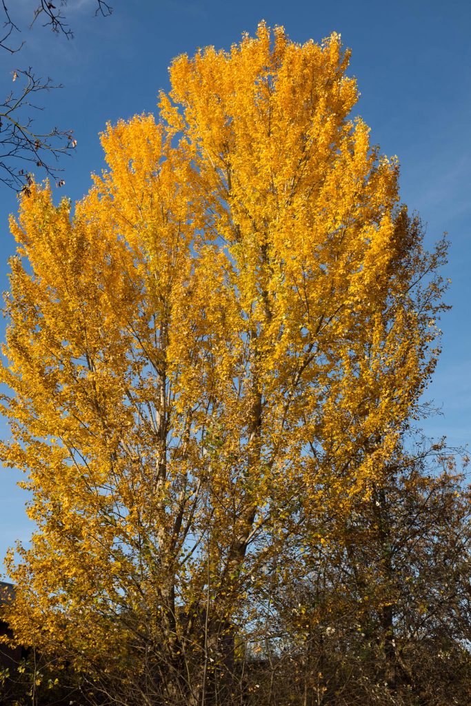 Tag 94 - Herbst // Heute auf meinem Weg zur Arbeit hatte ich wirklich Glück und der Hebrst schenkte mir sein schönstes Lächeln! // “Autumn...the year's last, loveliest smile." - William Cullen Bryant