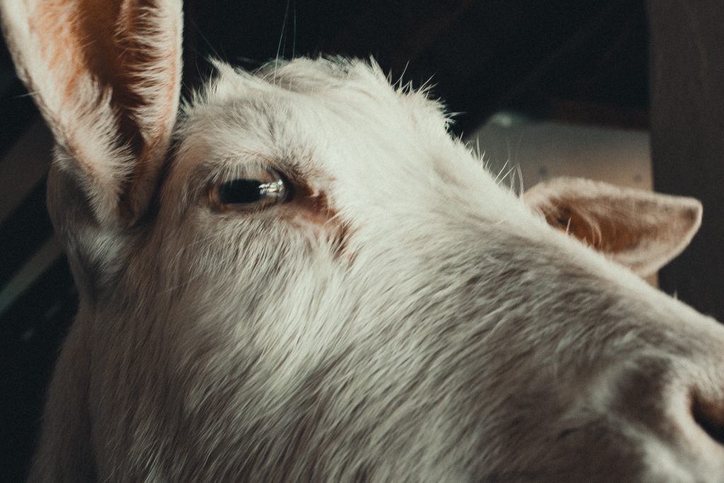 Tag 118 - Ziege // Vergeude deine Energie nicht mit Meckern, sondern kämpfe mit voller Kraft für die Veränderung.  #brillski365 #tag118 #ziege #coat #quote #animal #eye #photography #igers #igersgermany #dirkbrillski #white #lichtistallesprests #photooftheday #365project #diewocheaufinstagram #fujifilm #fuji #fujix100t #x100t #ig_germany  #ig_photooftheday #instagood #lightroamers