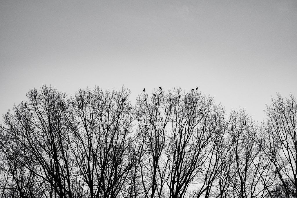 Tag 100 - Die Raben // Raben können hinterhältige Artgenossen erkennen und meiden diese. Sie sind sehr soziale Tiere und arbeiten zusammen, um große Menden Futter zusammen zu tragen. Wenn sie jedoch bemerken, dass ein Rabe mehr Futeer genommen hat, als die anderen, velieren sie das Vertrauen in ihn und arbeiten in der Zukunft nicht mehr mit ihm zusammen. Das erklärt warum ich diese Tiere so liebe und sie mich faszinieren!