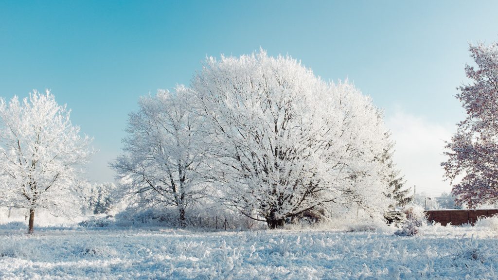 Tag 127 - Winter Wonderland // "Das Licht des Winters ist die Poesie der Geduld." - Monika Minder