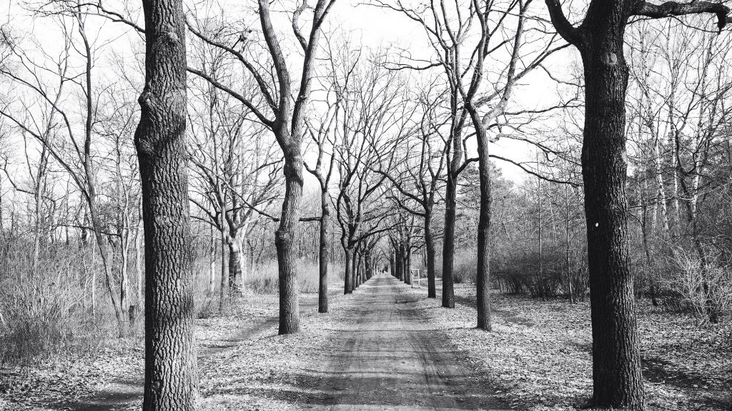 Tag 131 - Der Weg// "Gehe nicht, wohin der Weg führen mag, sondern dorthin, wo kein Weg ist" - Jean Paul 