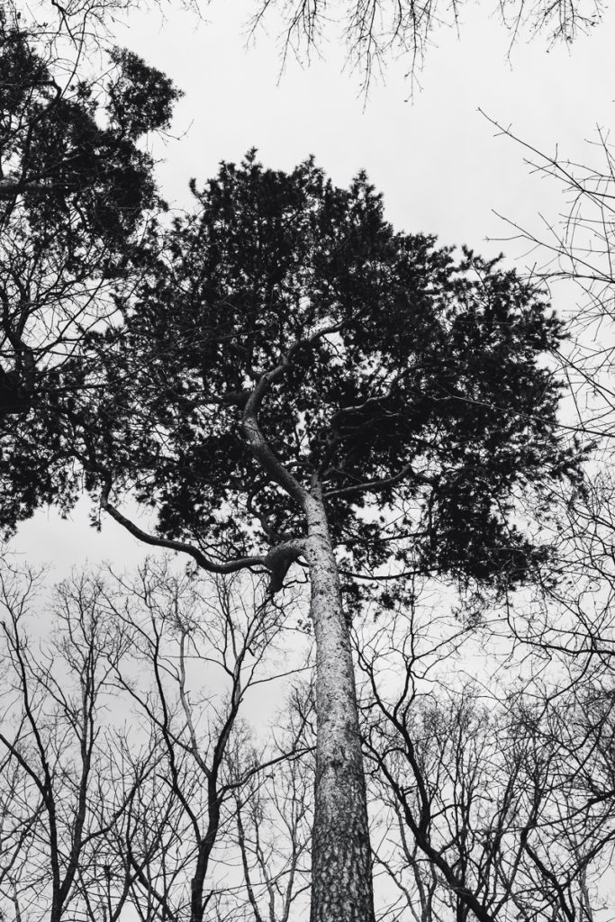 Tag 167 - Stärke // "Fest und stark ist nur der Baum, der unablässig Windstößen ausgesetzt war, denn im Kampf festigen und verstärken sich seine Wurzeln." - Lucius Annaeus Seneca