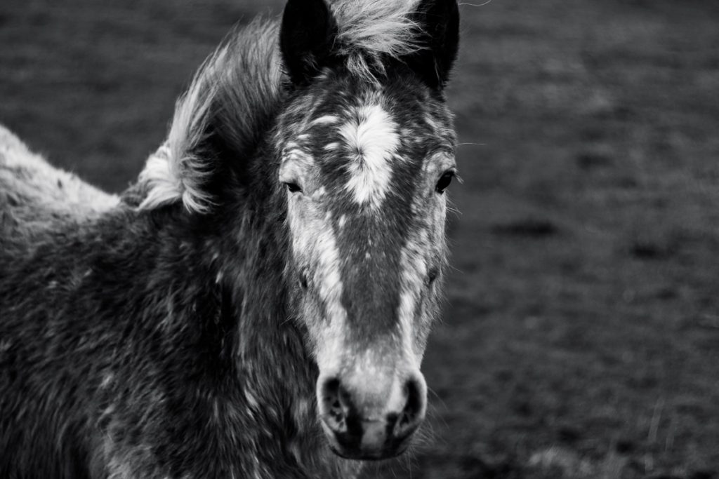 Tag 174 - Pferd // "Das Paradies der Erde liegt auf dem Rücken der Pferde, in der Gesundheit des Leibes und am Herzen des Weibes." - Friedrich von Bodenstedt #brillski365 #tag174 #horse #happiness #quote #travel #wanderlust #nature  #photography #igers #igersberlin #ig_berlincity #ig_berlin #igersgermany #dirkbrillski #photooftheday #365project #diewocheaufinstagram #fujifilm #fujix100t #x100t #ig_germany  #ig_photooftheday #instagood #instamood #blackandwhitephotography