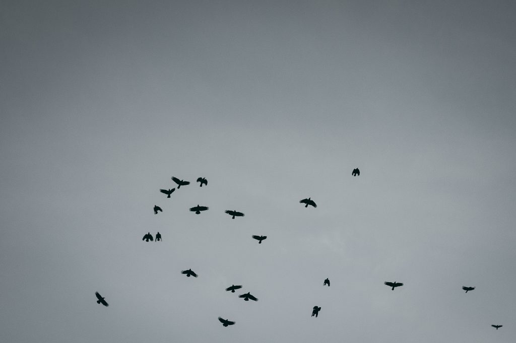 Tag 183 - Live // "To live is the rarest thing in the world. Most people exist, that is all." - Oscar Wilde