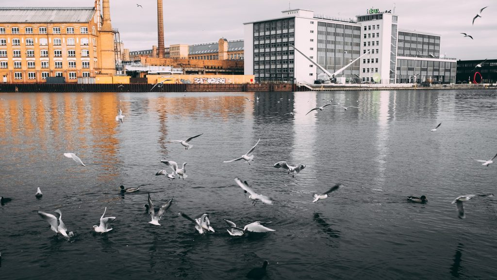 Tag 210 - Fütterung // "In jeden einzlenen von uns ist in Wahrheit das Ideal der Großen Möwe, die unbegrenzte Idee der Freiheit. Durchbrecht die Beschränktheit eures Denkens, und ihr zerbrecht damit auch die Fesseln des Körpers..." - Richard Bach in "Die Möwe Jonathan"