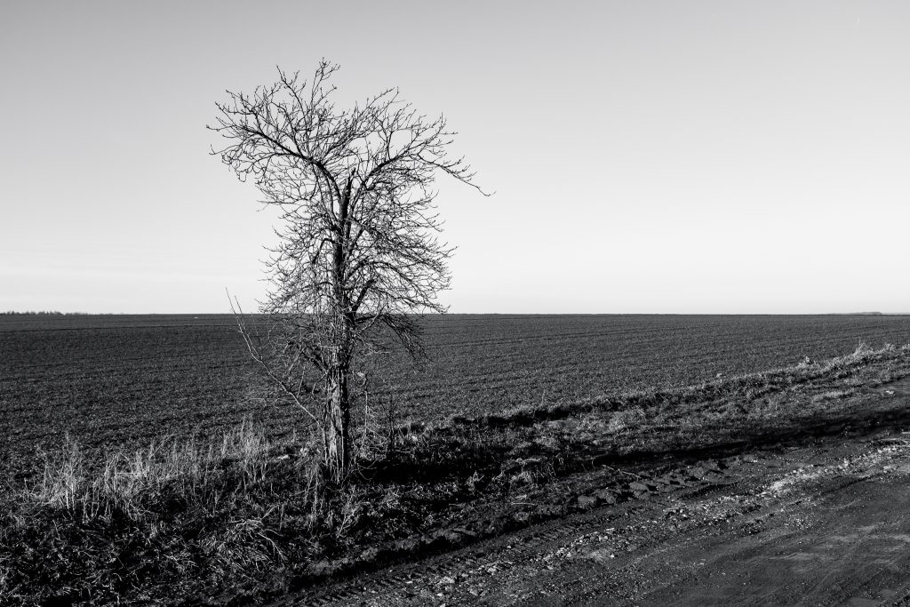 Tag 188 - Feldweg // „Und sind auch Wald, Wiesen und Feld für strebsame Publizisten kaum die geeigneten Spielplätze, so findet doch derjenige, dem's taugt, daselbst umso wahrscheinlicher die Gelegenheit, sich in aller Stille ein wenig die Seele zu schneuzen.“ - Wilhelm Busch