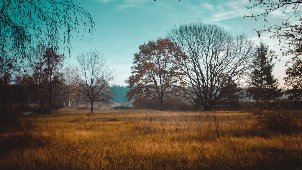 Tag 199 - Wunderwelt Natur // "Die Natur reicht uns die Hand der Freundschaft, sie lädt uns ein, damit wir uns an ihrer Schönheit erfreuen; doch wir fürchten ihre Stille und fliehen in die Städte, wo wir uns zusammendrängen wie eine Herde Lämmer beim Anblick des Wolfes." - Khalil Gibran