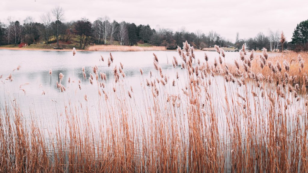 Tag 209 - Schilfrohr // "Man müsste so still halten können, so vorsichtig hinhören und so aufmerksam beobachten, dass sich die ganze Welt auftut und man alles an ihr von innen versteht, über alle Worte hinaus." - Ulrich Schaffer